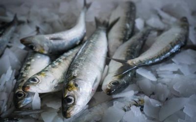 Pesca da sardinha proibida a partir deste sábado