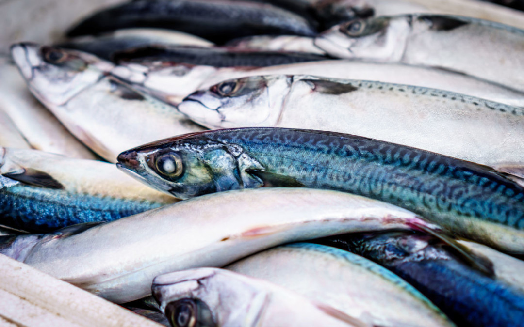 Pesca da sardinha proibida até ao final de abril