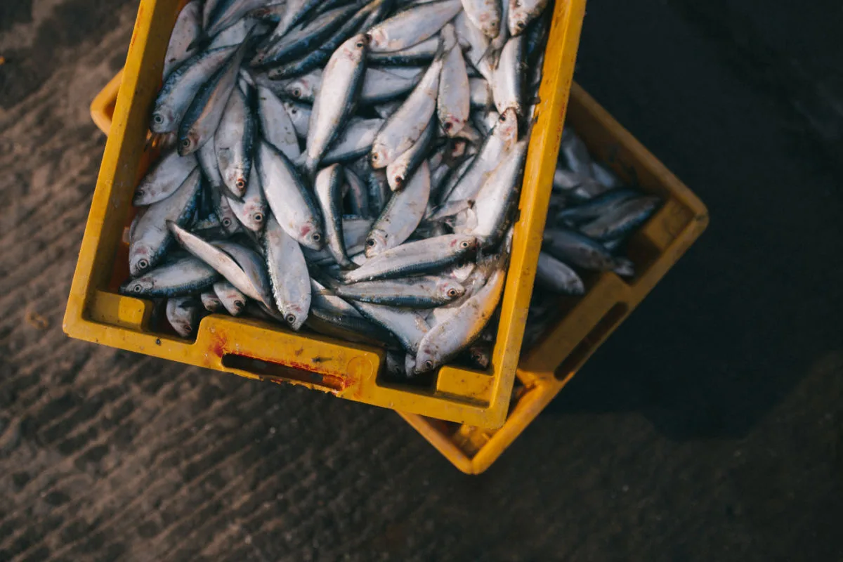 Sardinhas frescas numa caixa de plástico amarela